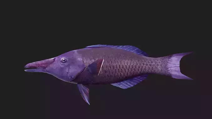 Wrasse Low-poly 3D model