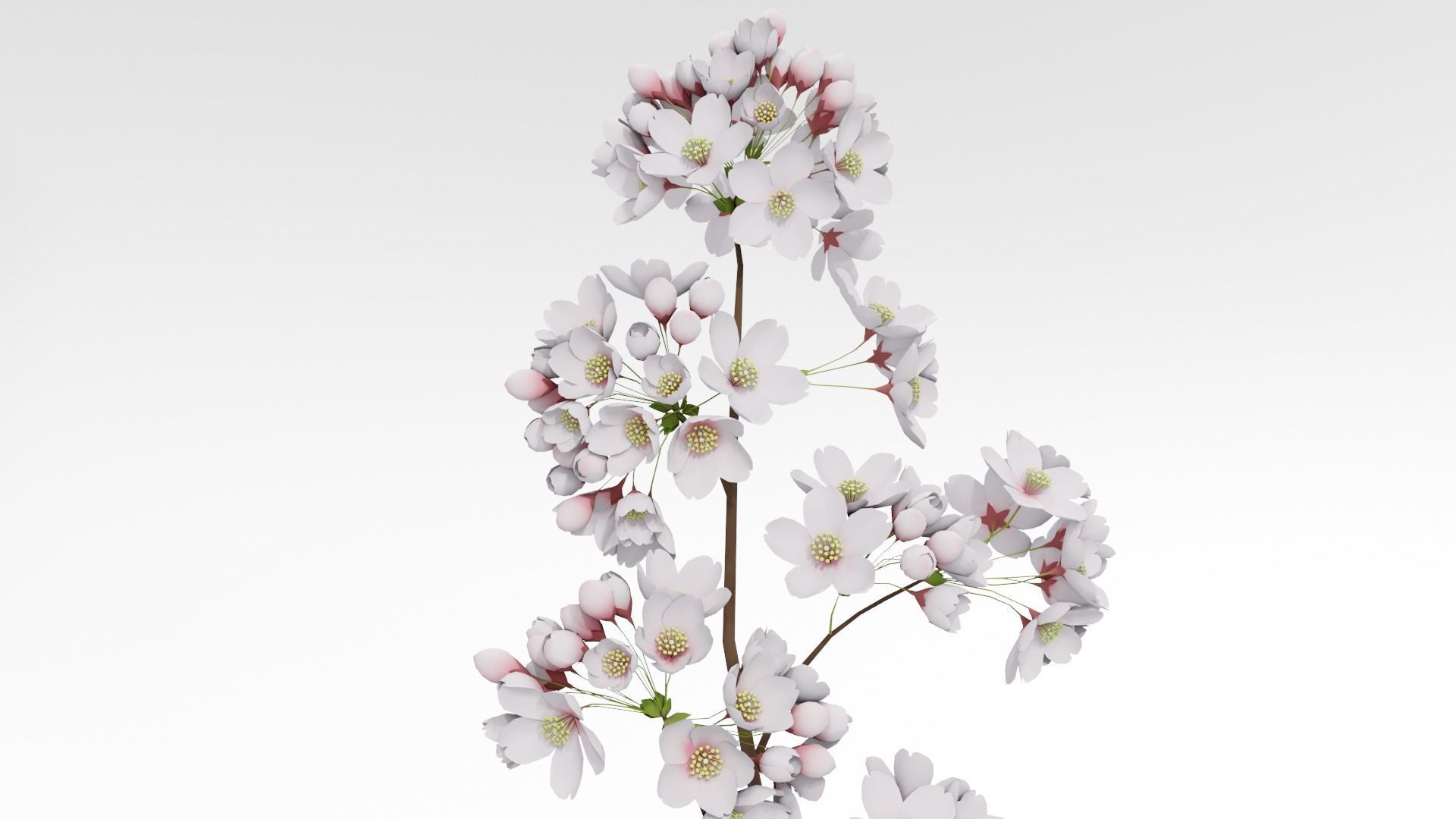 Elegant Japanese Saku Flower Blossoms 3D model_7