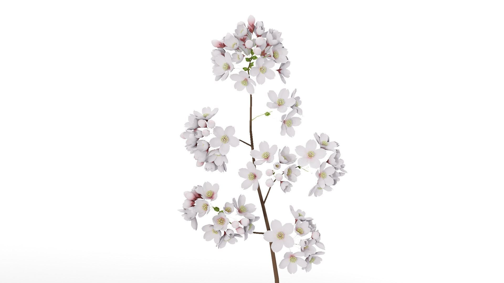 Elegant Japanese Saku Flower Blossoms 3D model_5