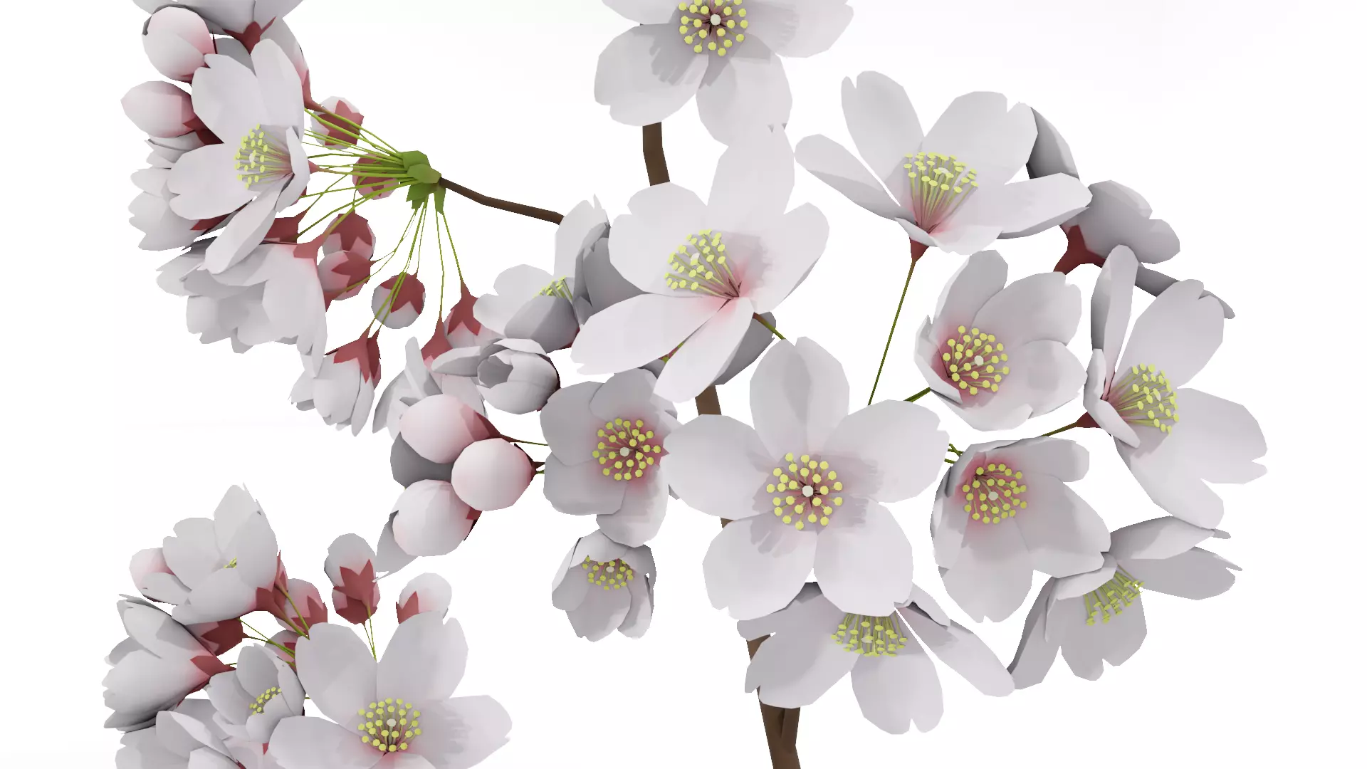 Elegant Japanese Saku Flower Blossoms 3D model_0