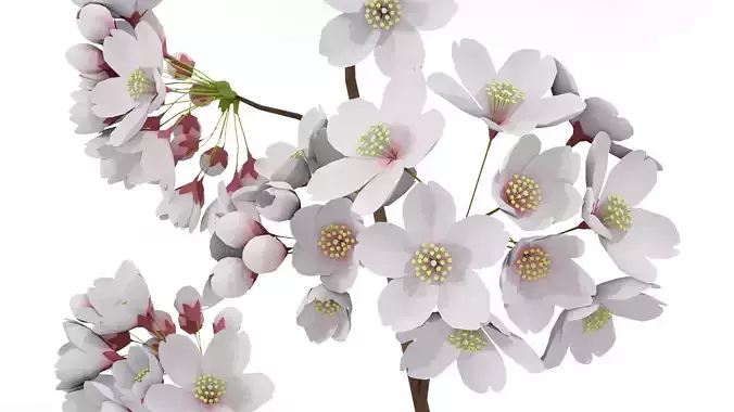 Elegant Japanese Saku Flower Blossoms 3D model