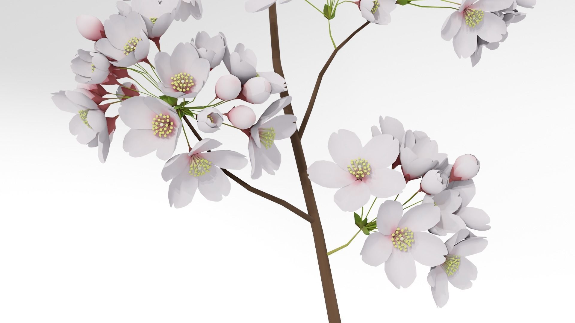 Elegant Japanese Saku Flower Blossoms 3D model_6