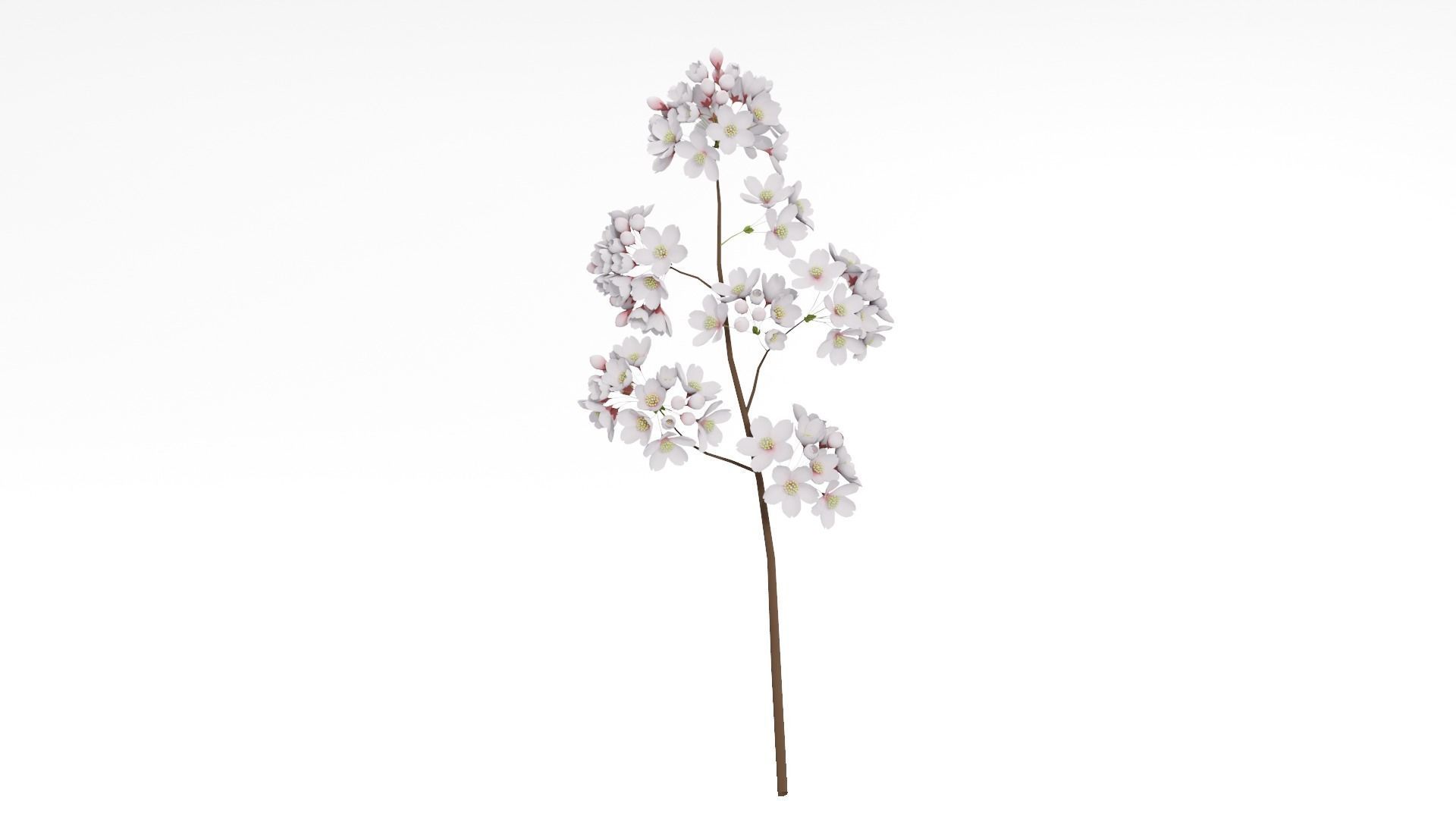 Elegant Japanese Saku Flower Blossoms 3D model_9