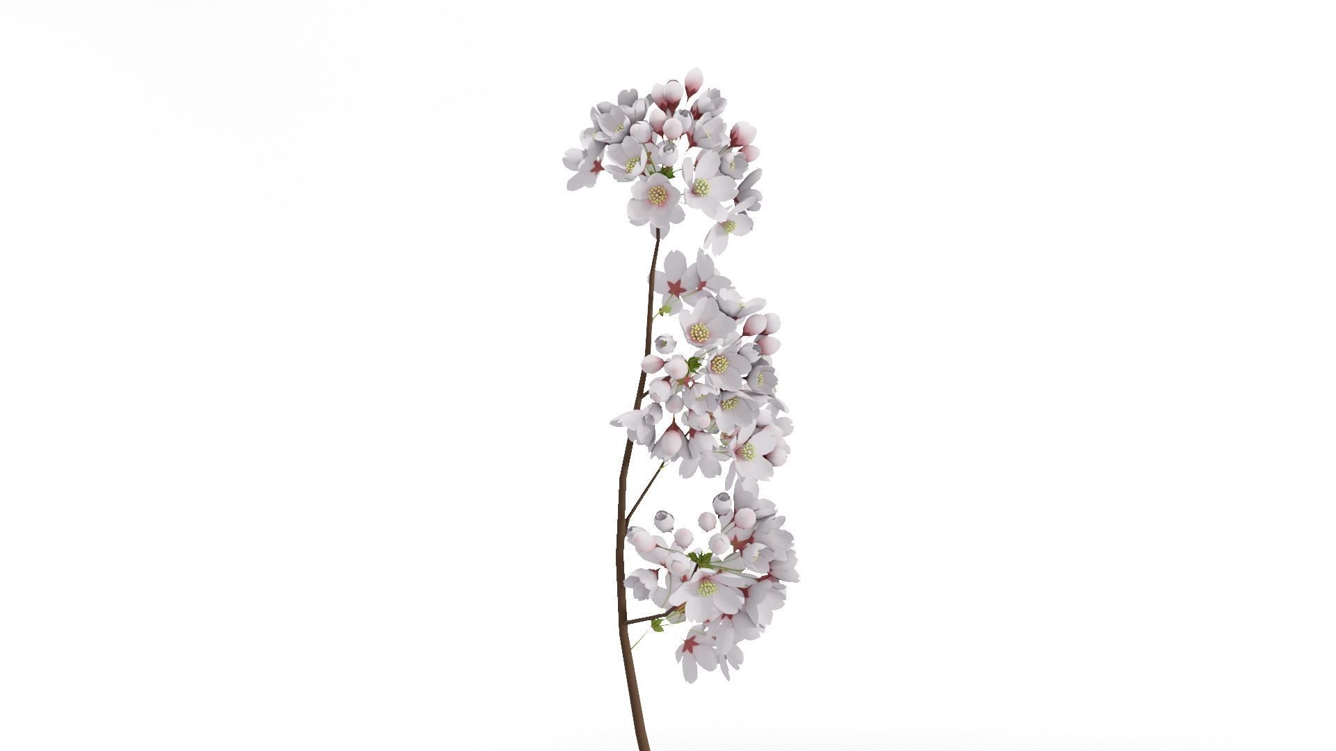 Elegant Japanese Saku Flower Blossoms 3D model_2