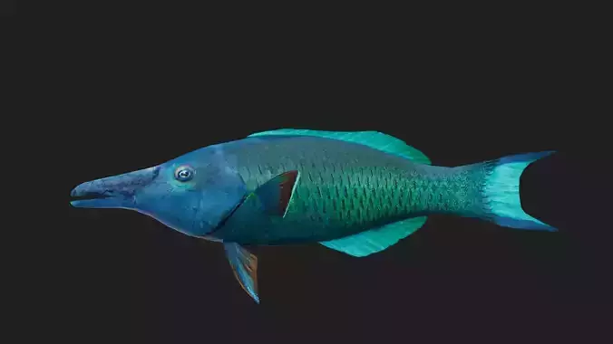 Wrasse Low-poly 3D model