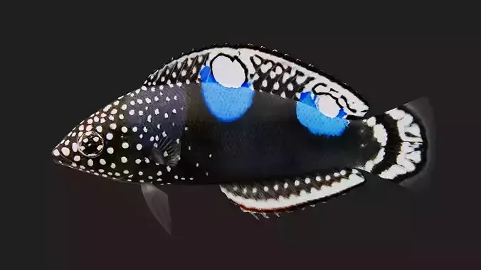 Wrasse Low-poly 3D model