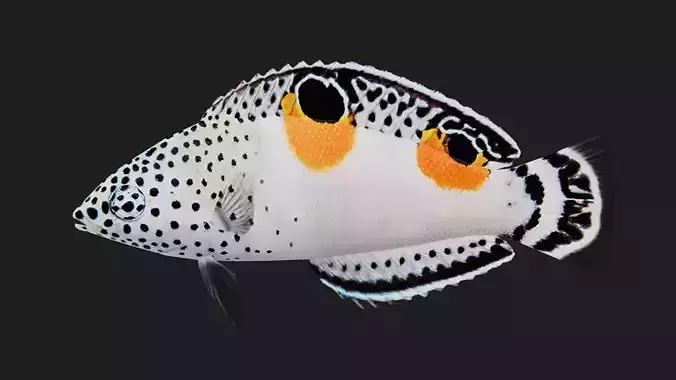 Wrasse Low-poly 3D model
