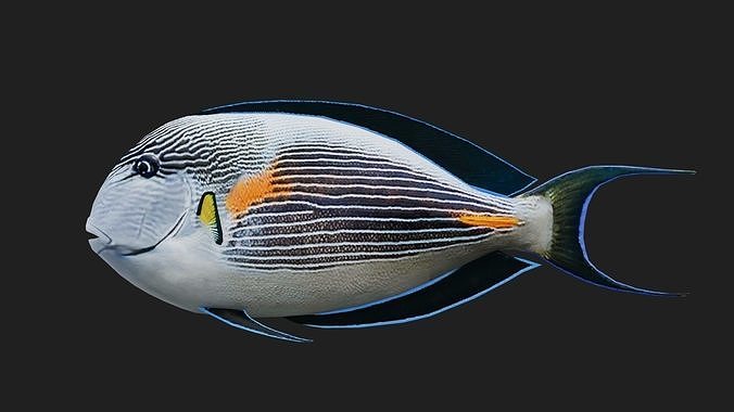 Unicornfish Low-poly 3D model