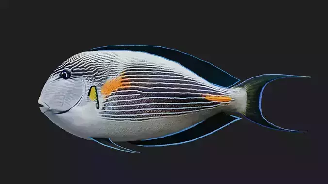 Unicornfish Low-poly 3D model