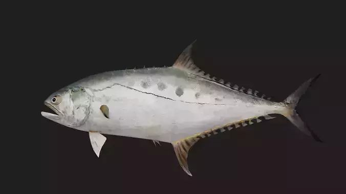 Trevally