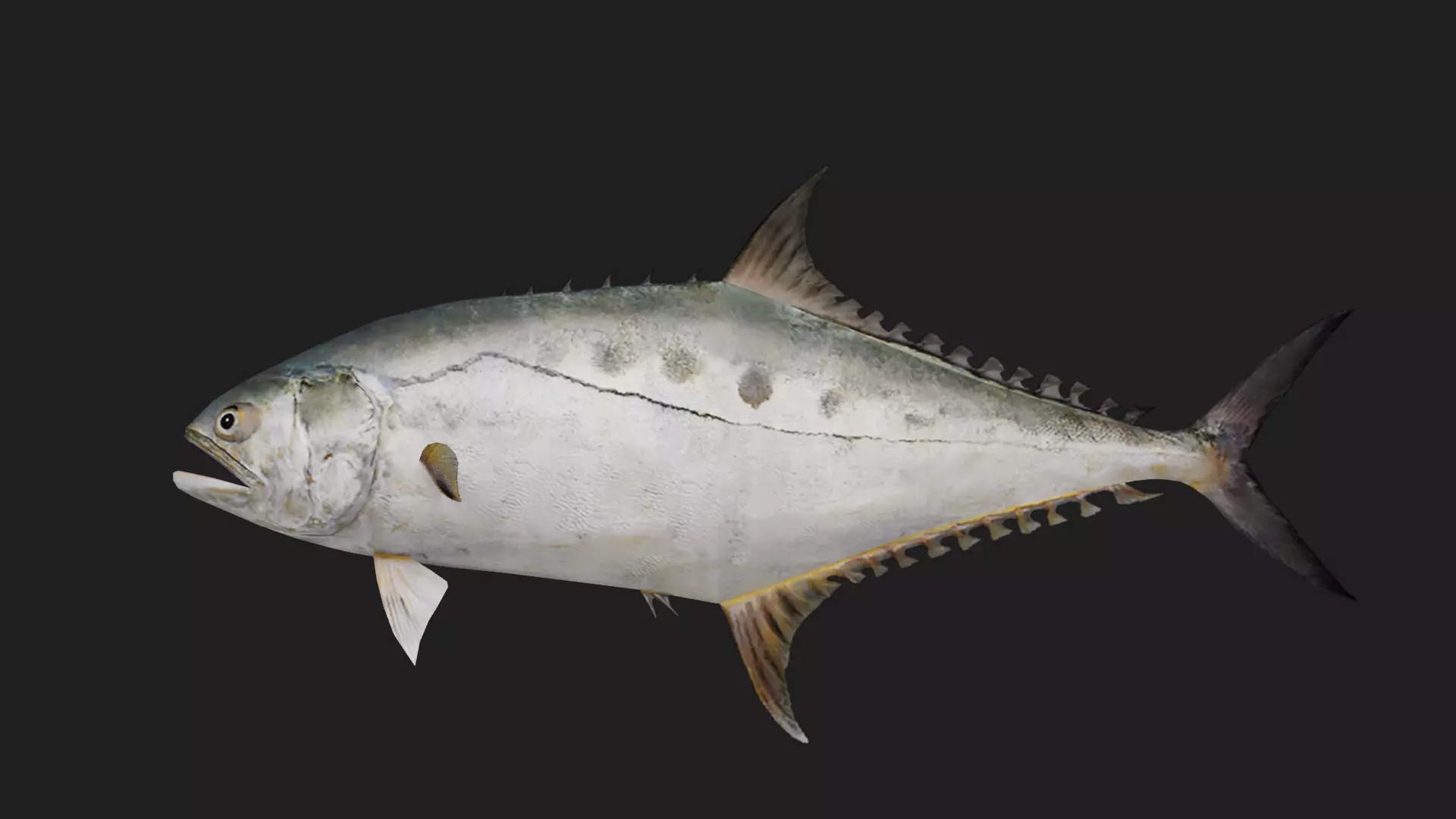 Trevally Low-poly 3D model