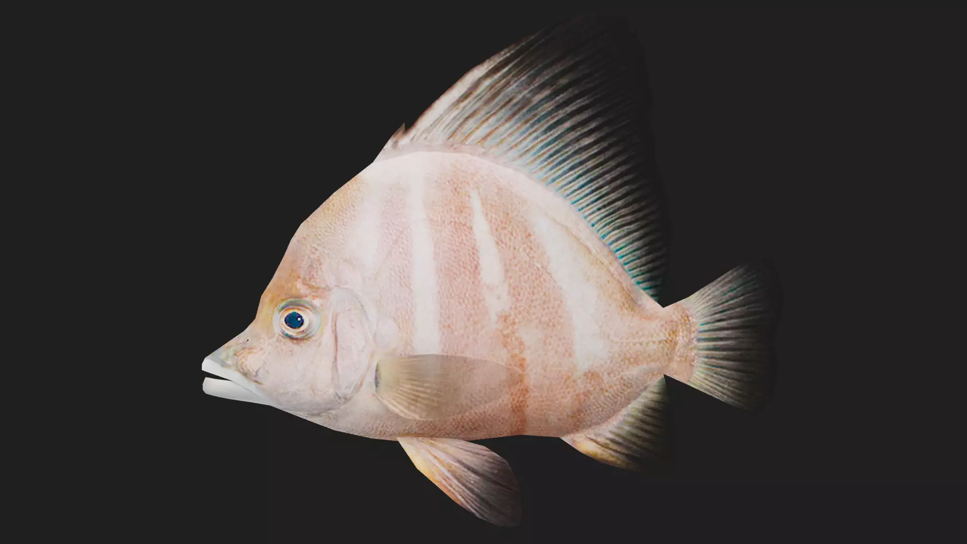 Snapper Low-poly 3D model_0