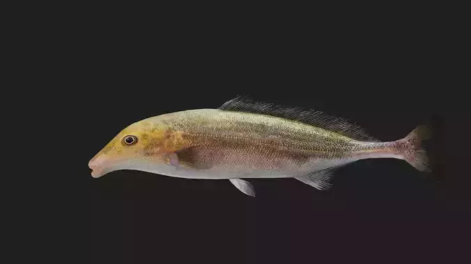 Elephantfish Low-poly 3D model