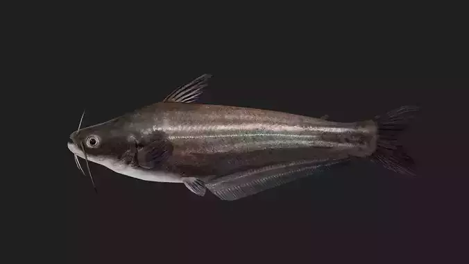 Catfish Low-poly 3D model