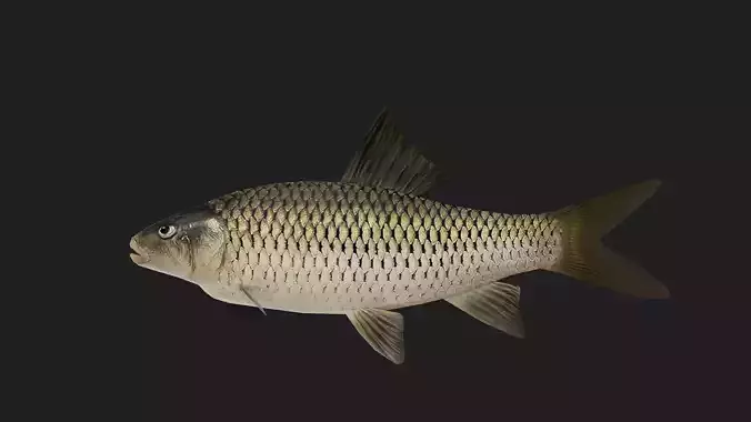 Carp fish