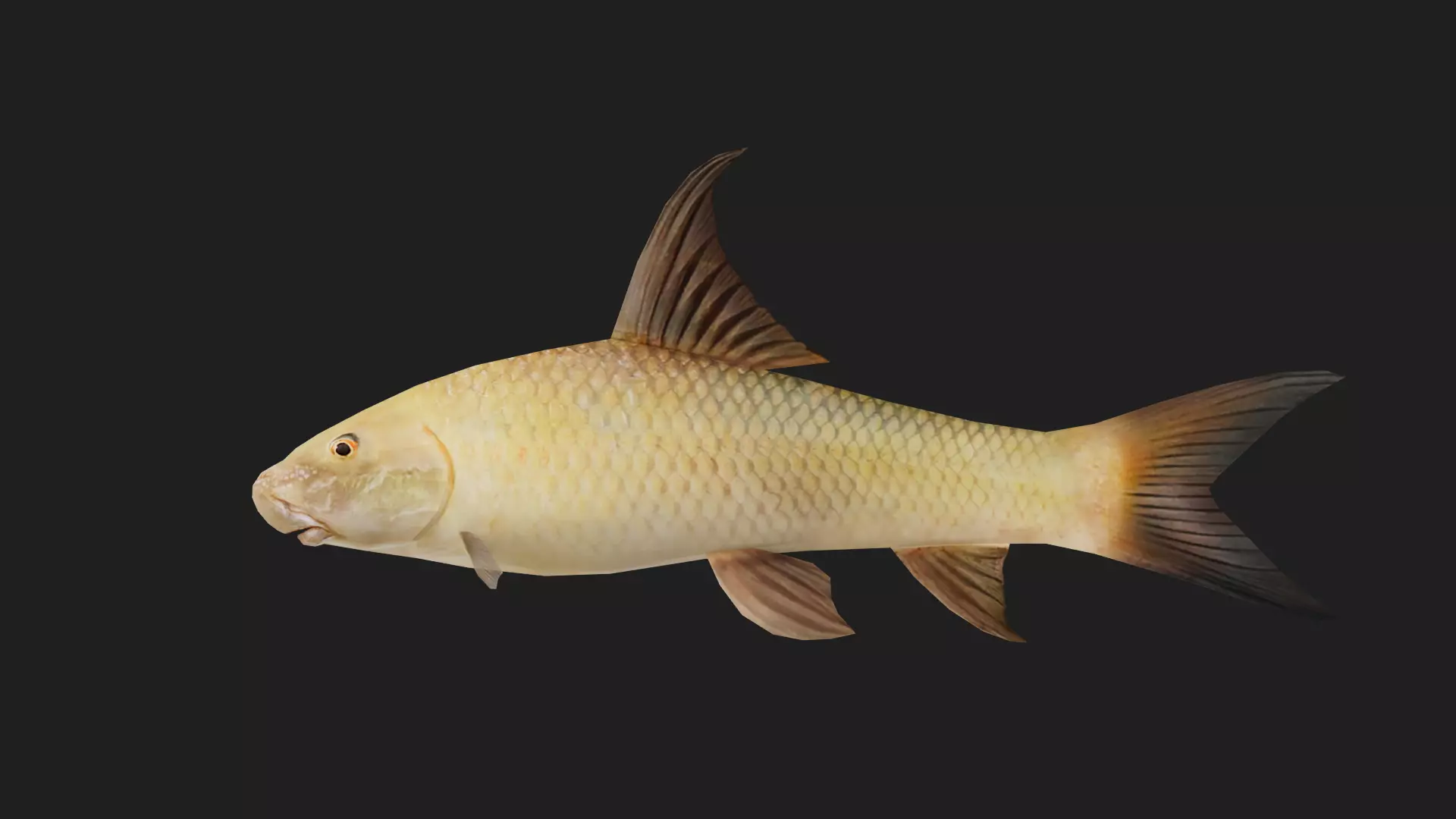 Carp fish Low-poly 3D model_0