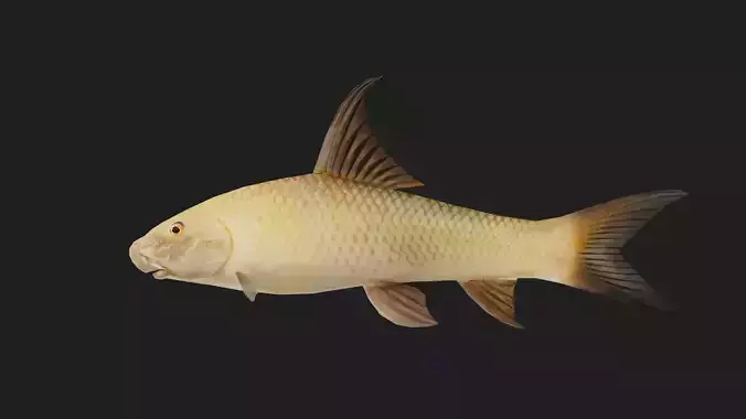 Carp fish