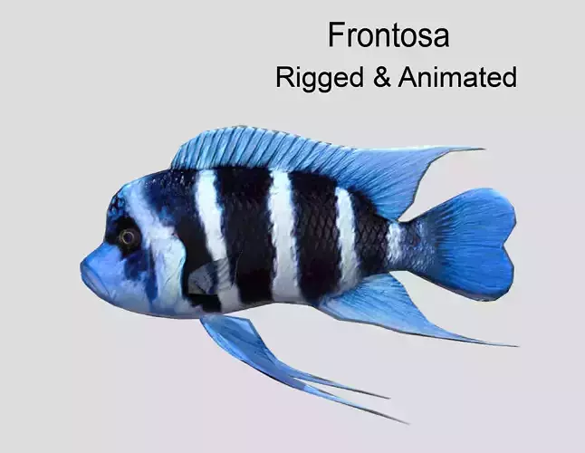 Frontosa Realistic Animated Low-poly 3D model