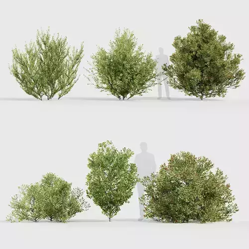 Rhamnus alaternus Italian buckthorn 3D model