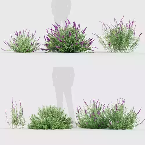 Mexican Bush Sage Salvia leucantha 3D model