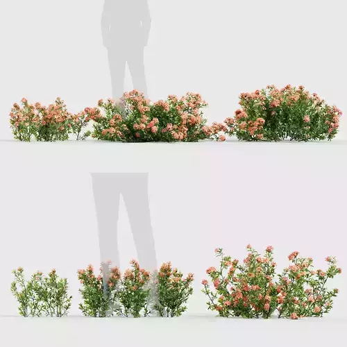 Ixora coral malay Ixora Coral Fire 3D model