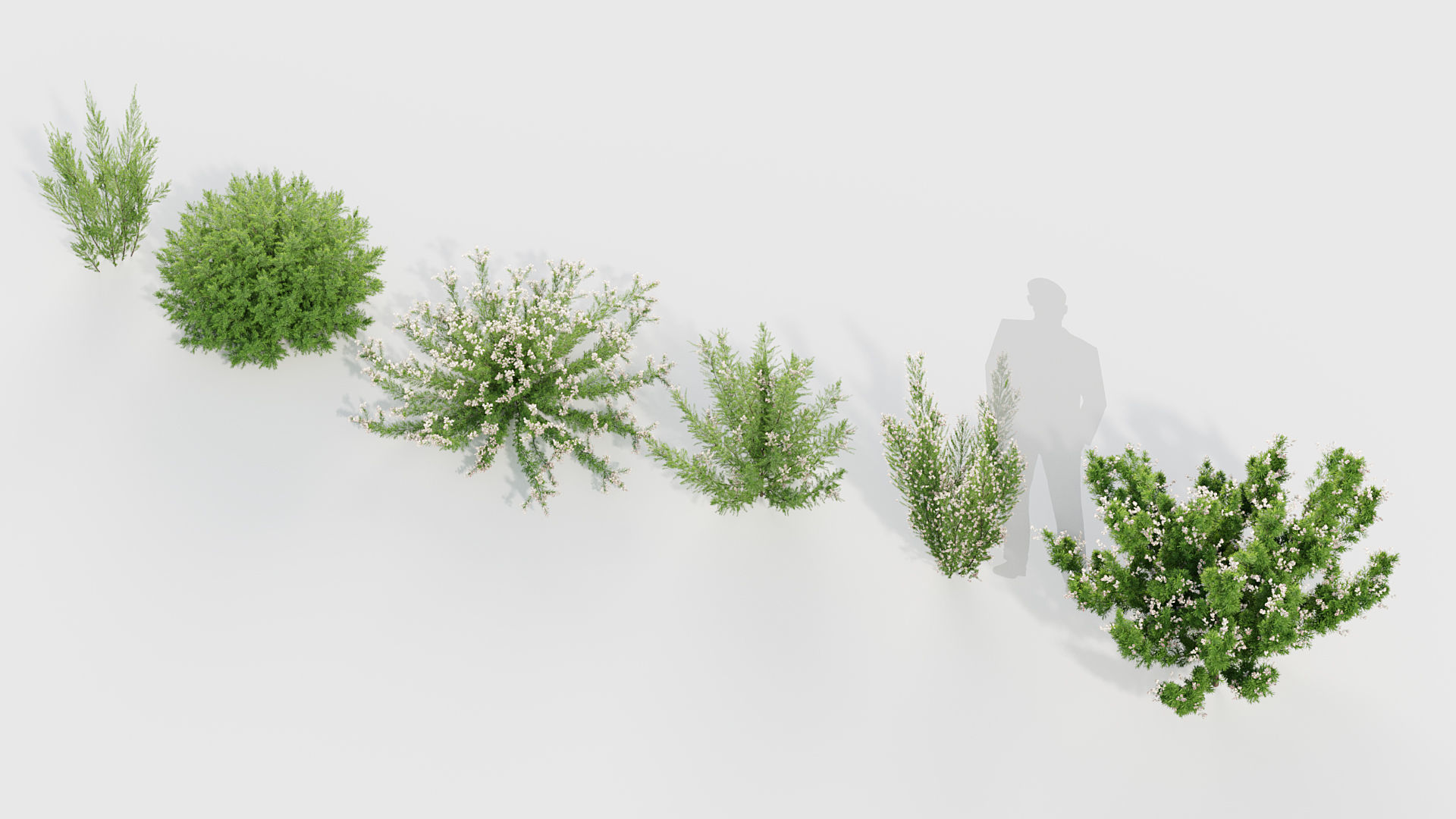 Erica Arborea tree heath  3D model_6