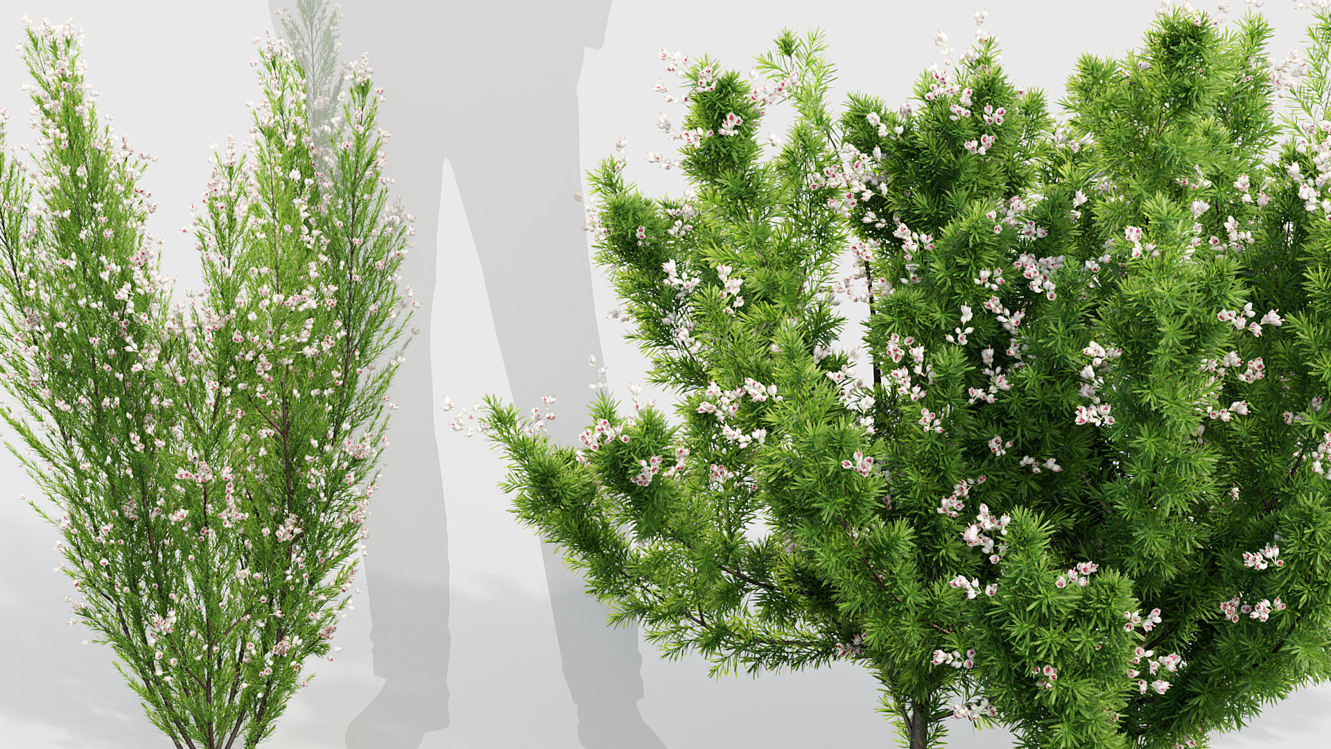 Erica Arborea tree heath  3D model_4