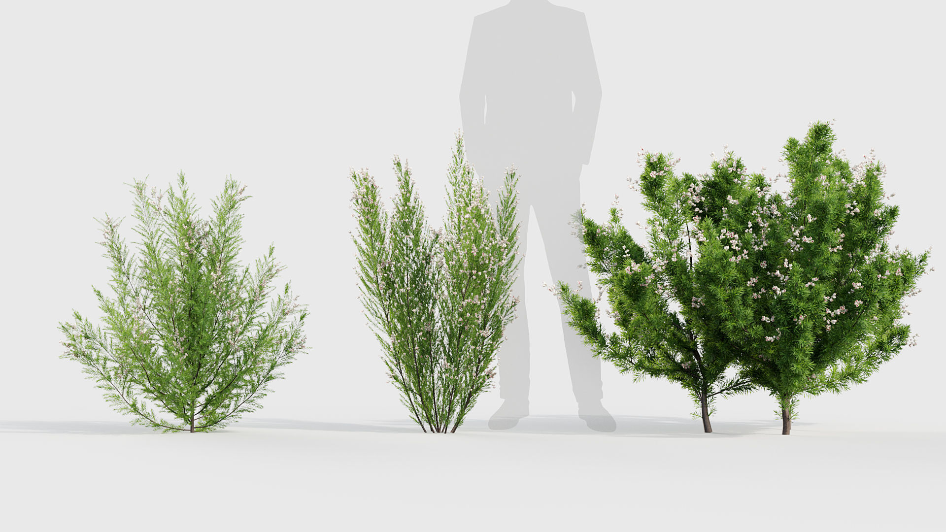 Erica Arborea tree heath  3D model_3