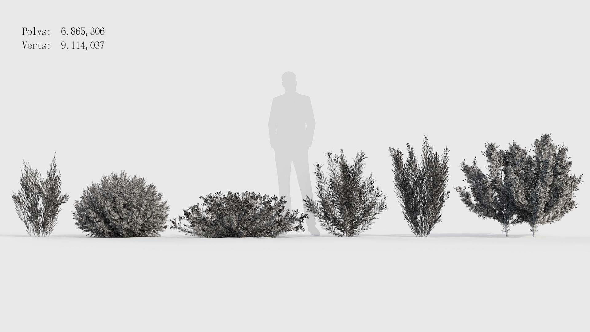 Erica Arborea tree heath  3D model_7