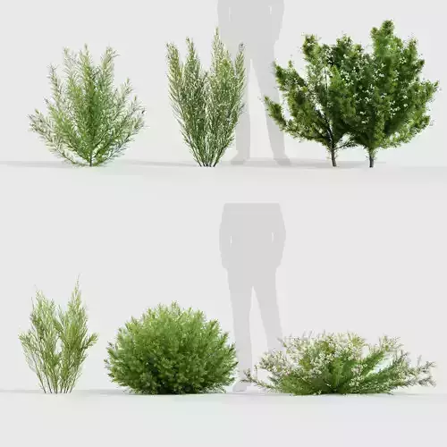 Erica Arborea tree heath  3D model