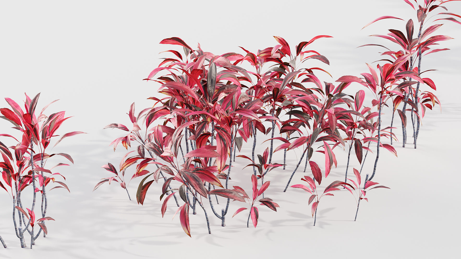 Cordyline rubra palm lily 3D model_5