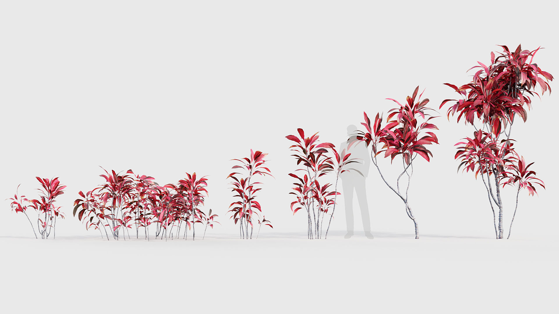 Cordyline rubra palm lily 3D model_1