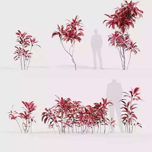 Cordyline rubra palm lily