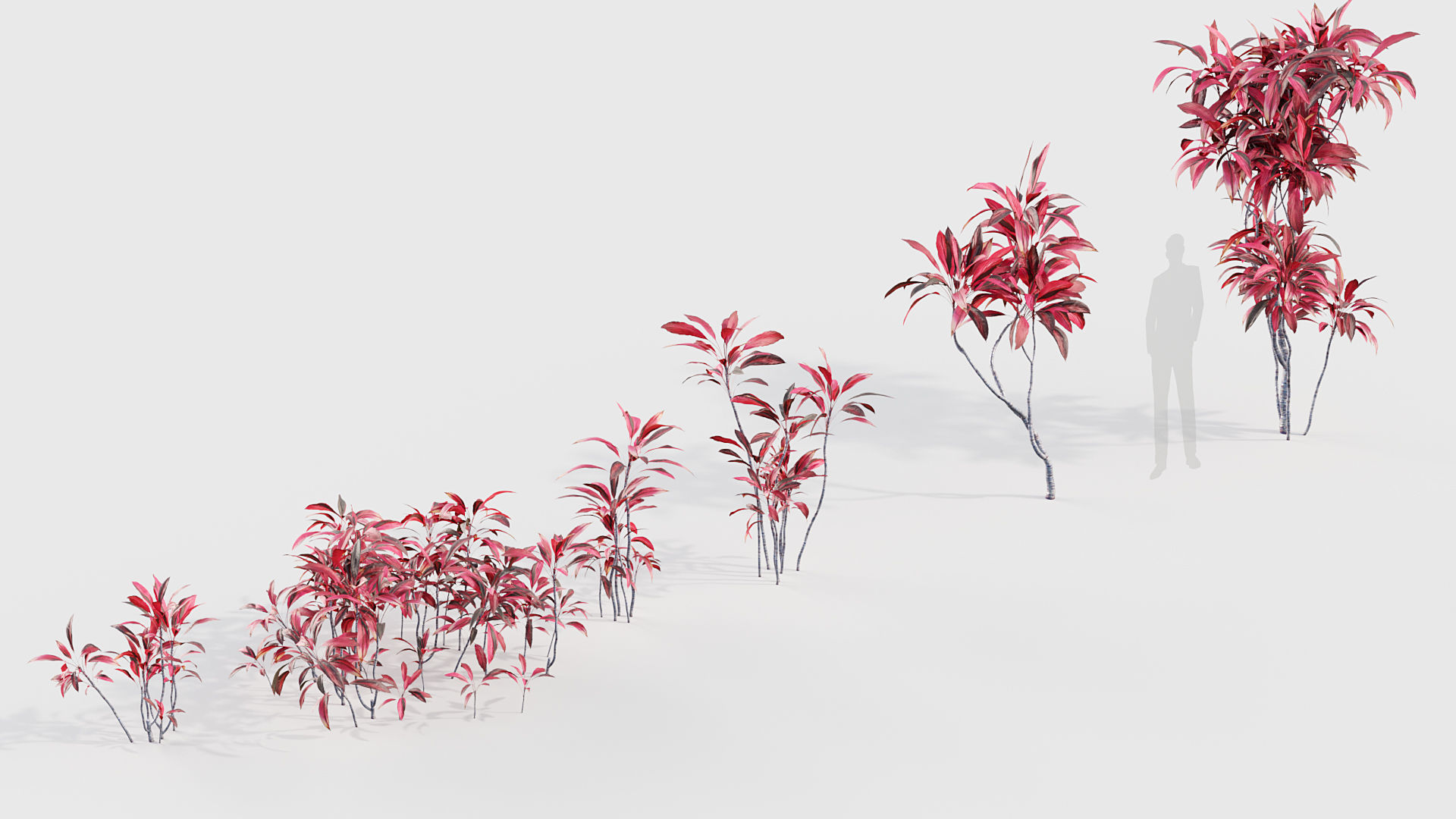 Cordyline rubra palm lily 3D model_6
