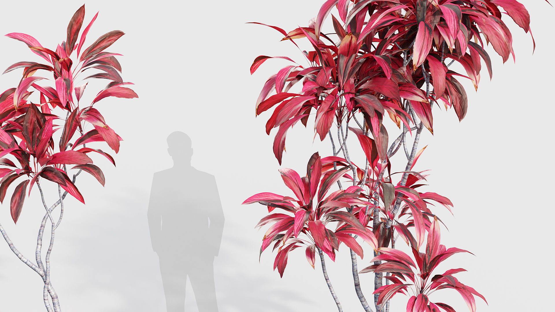 Cordyline rubra palm lily 3D model_4