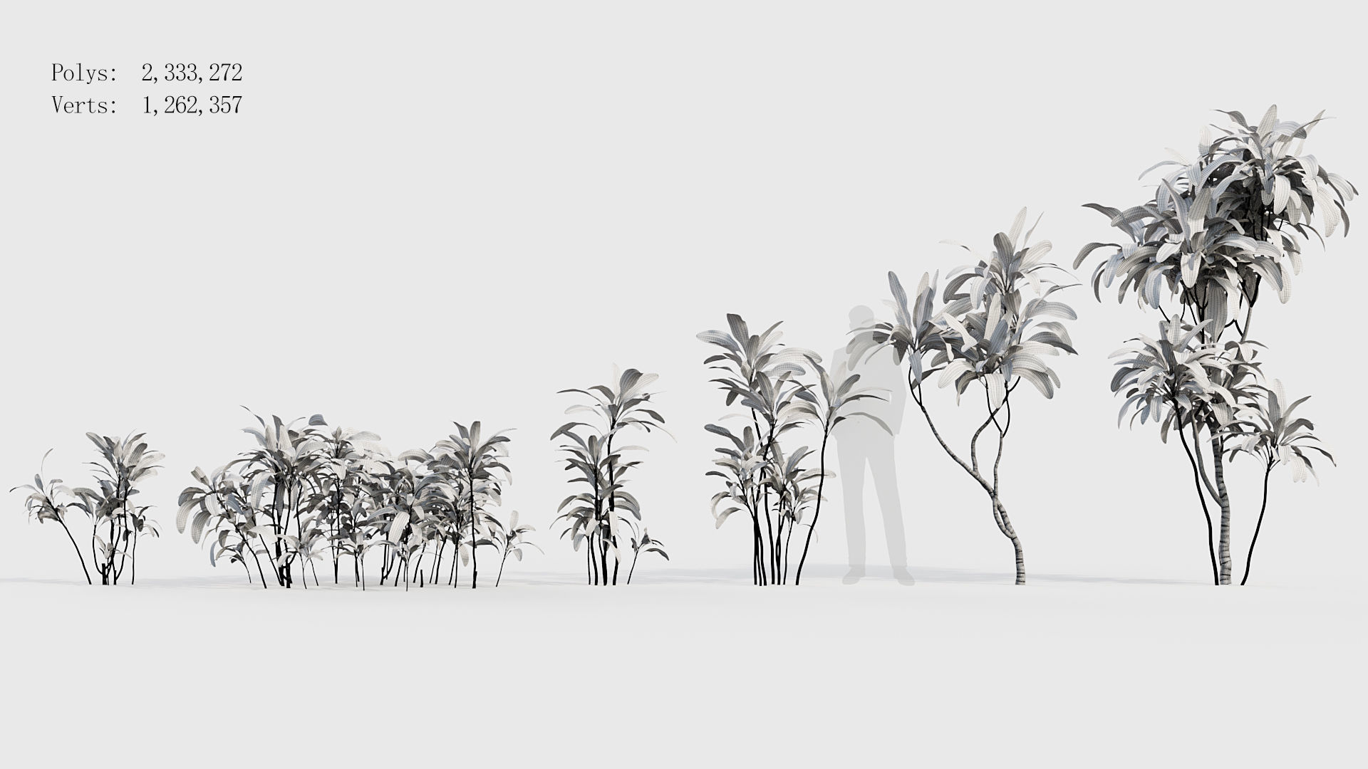 Cordyline rubra palm lily 3D model_7