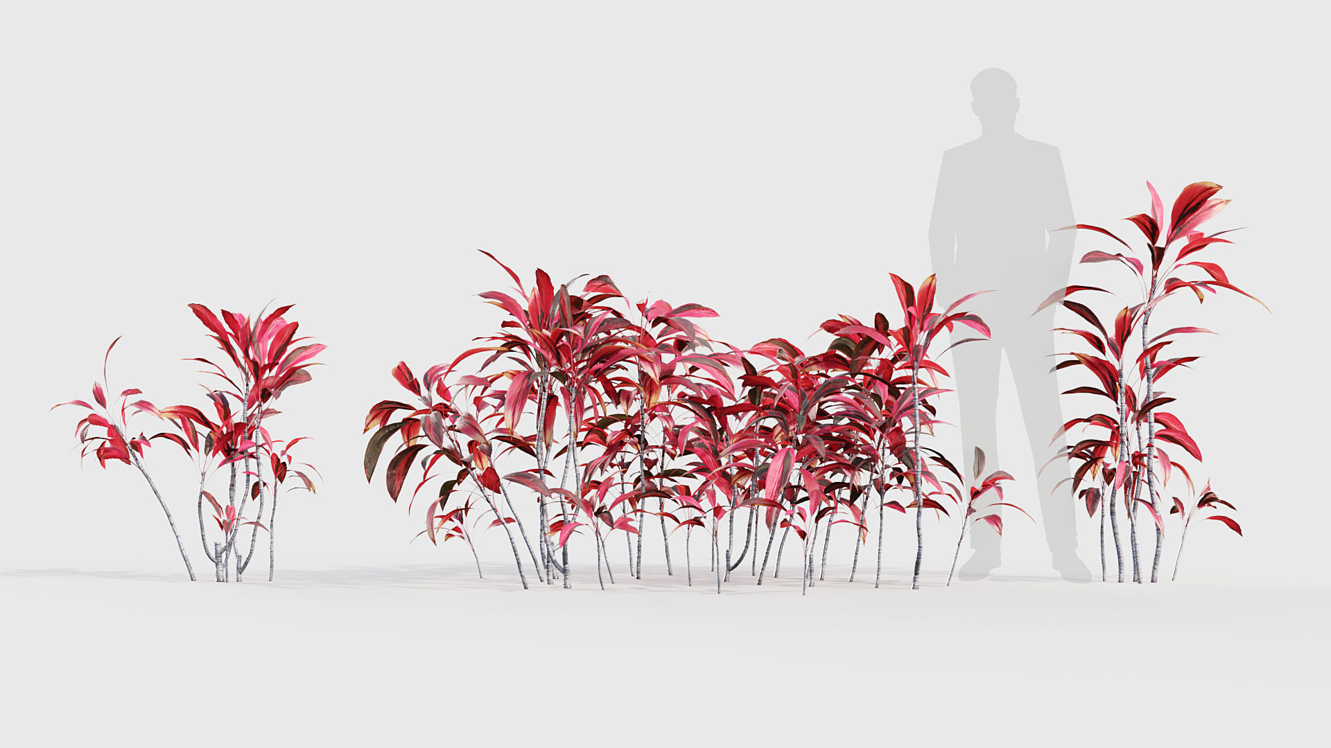 Cordyline rubra palm lily 3D model_2