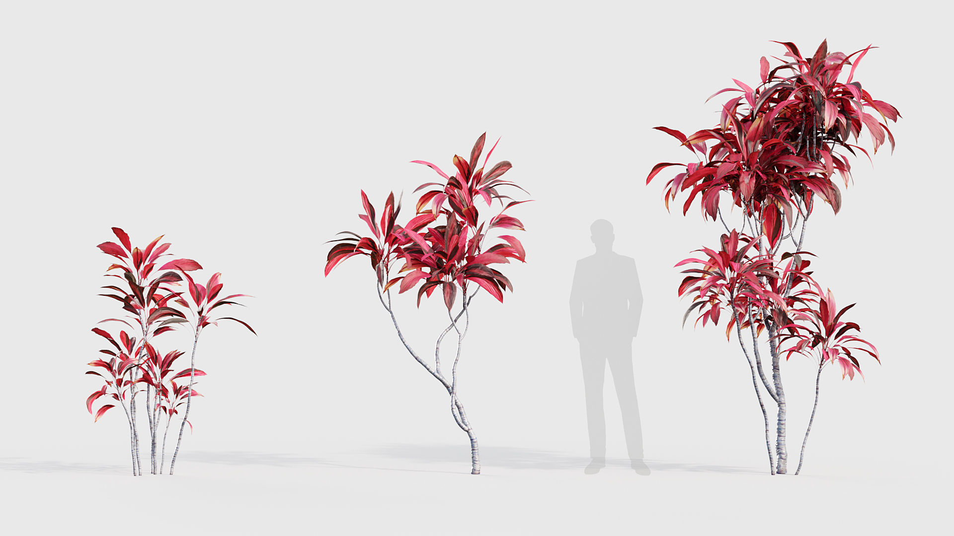 Cordyline rubra palm lily 3D model_3