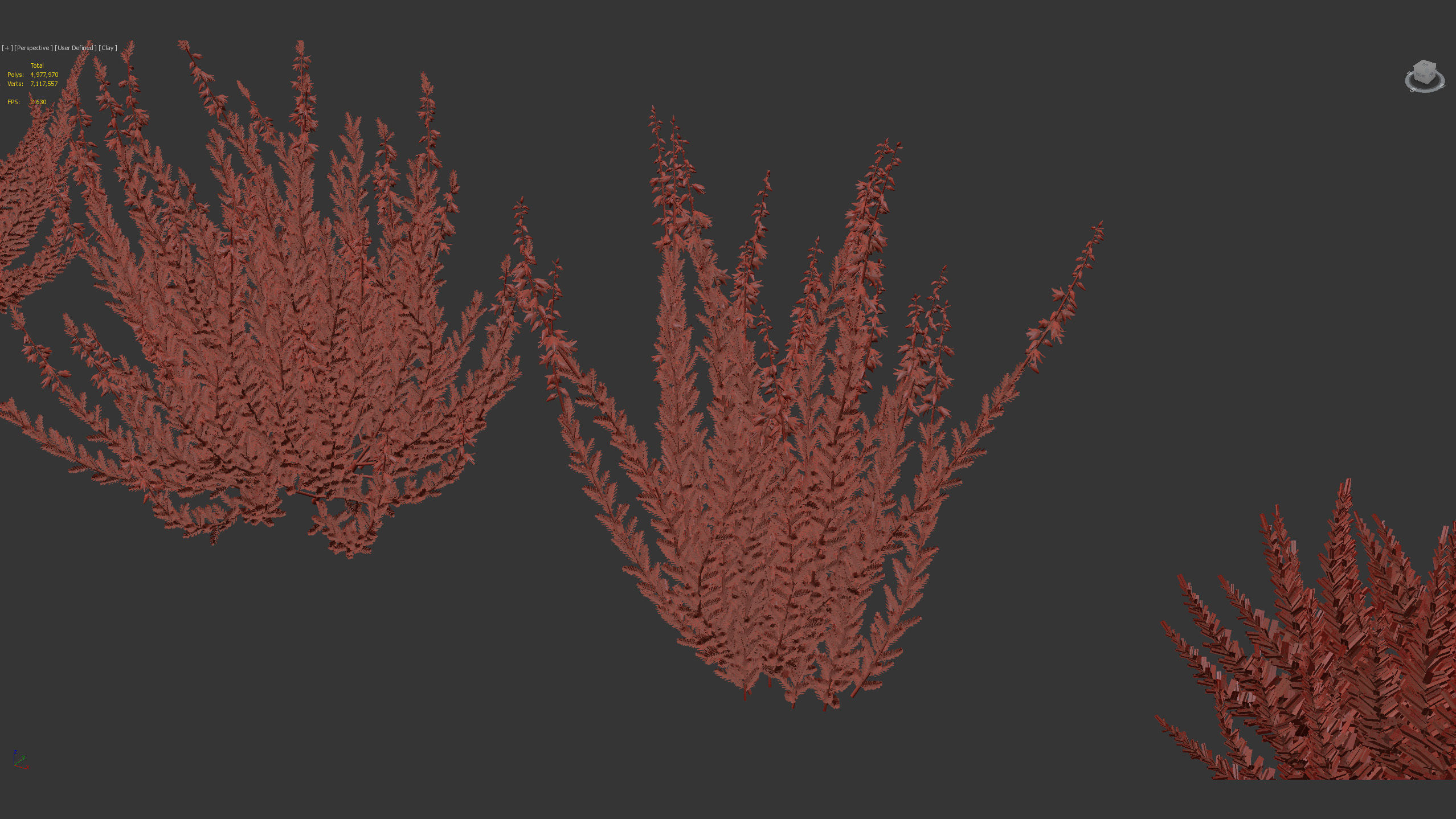 Calluna vulgaris Scotch heather 3D model_9