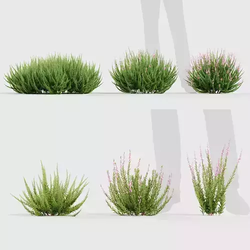 Calluna vulgaris Scotch heather 3D model