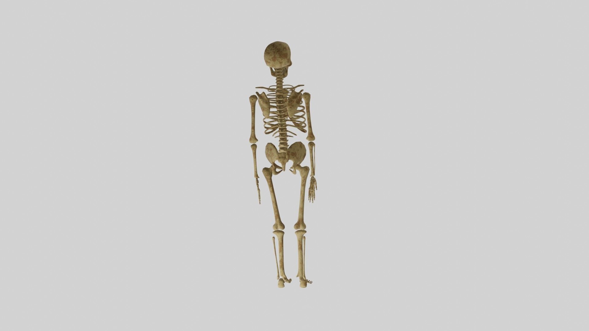 Human Skeleton 3D model_3