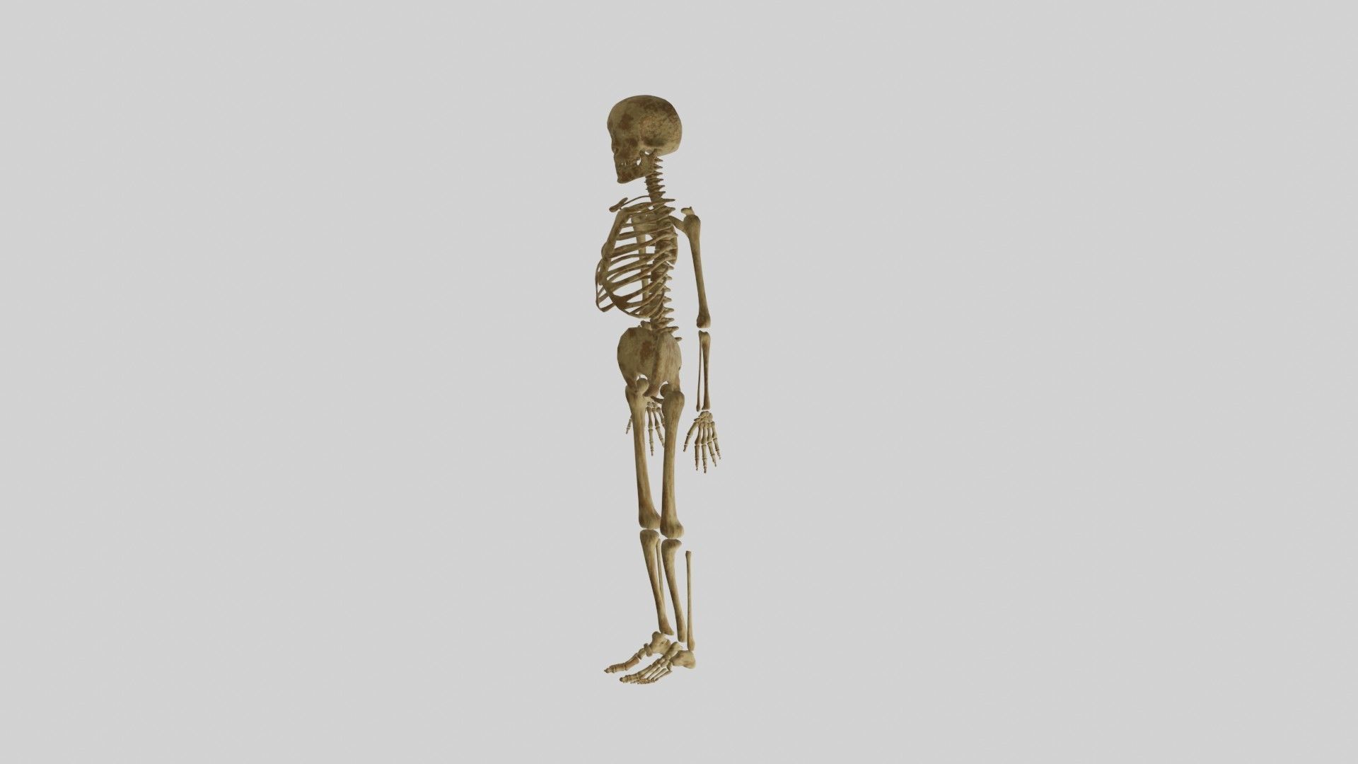Human Skeleton 3D model_4
