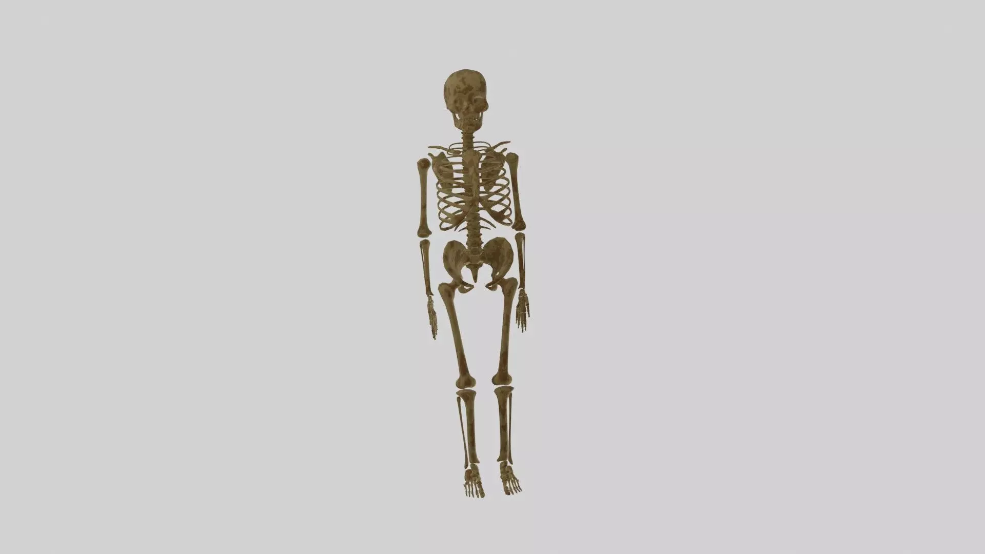 Human Skeleton 3D model_0