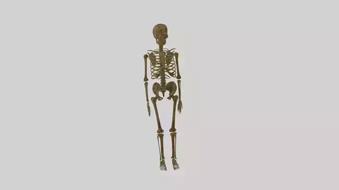 Human Skeleton