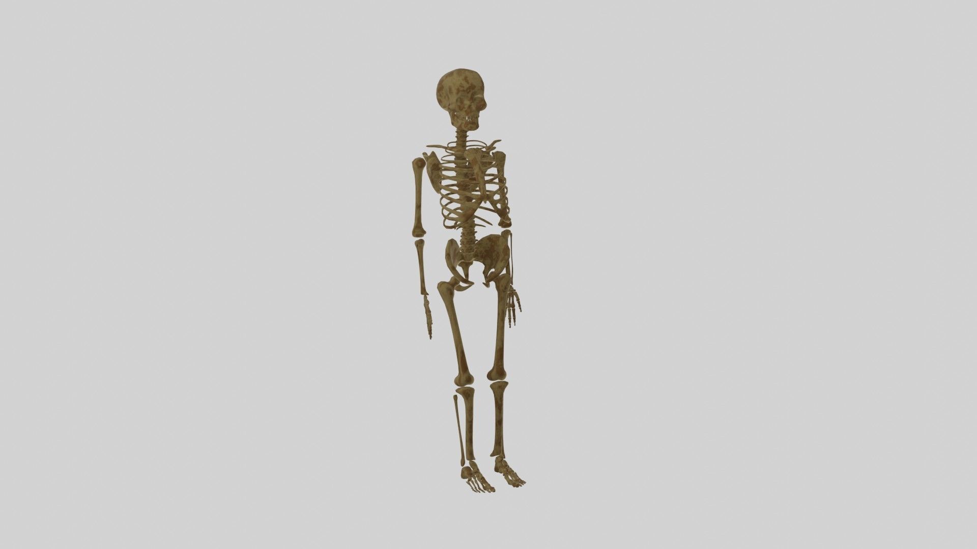 Human Skeleton 3D model_2
