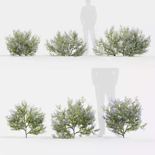 Californian lilac Ceanothus spp 3D model