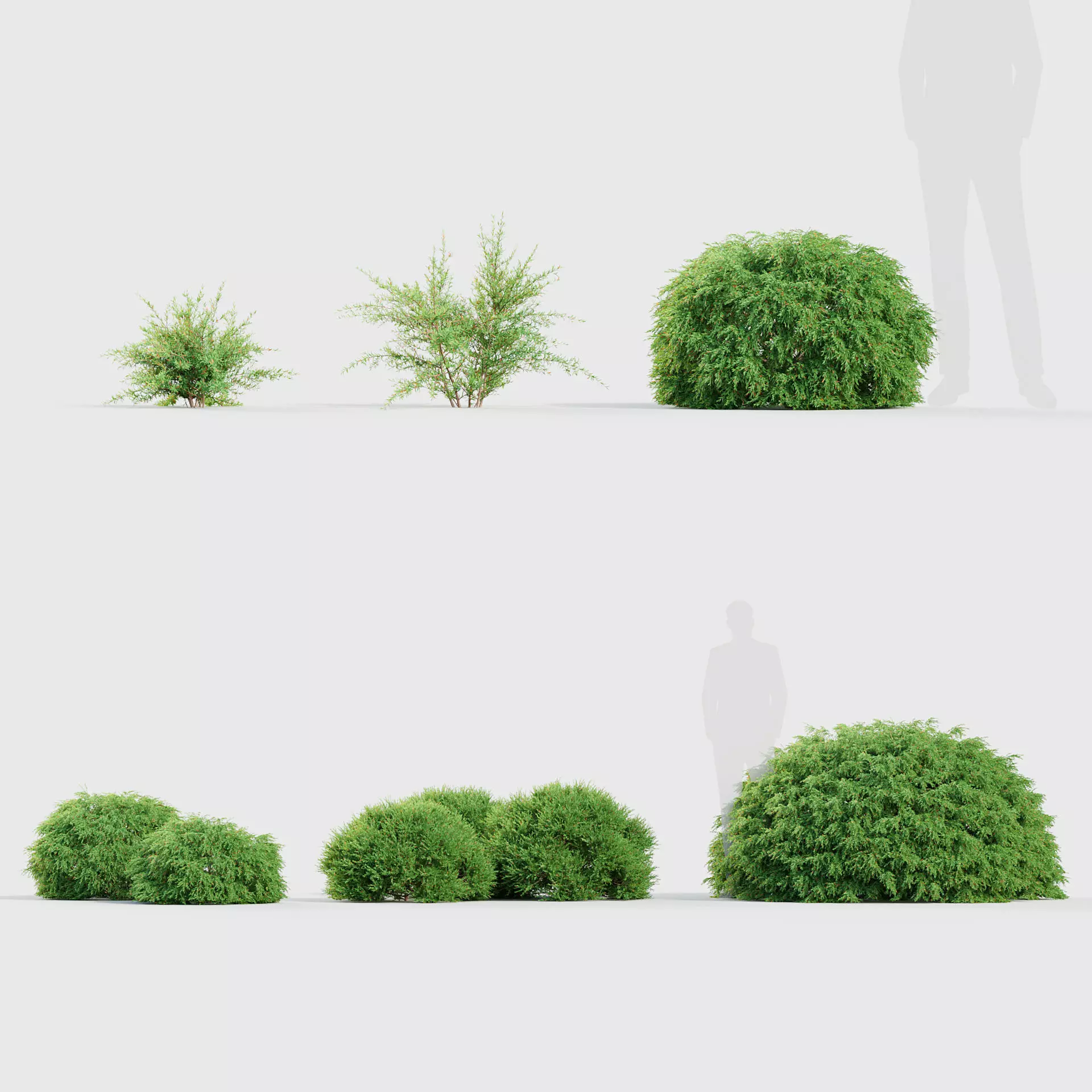 Baeckea Virgata Miniature Baeckea 3D model