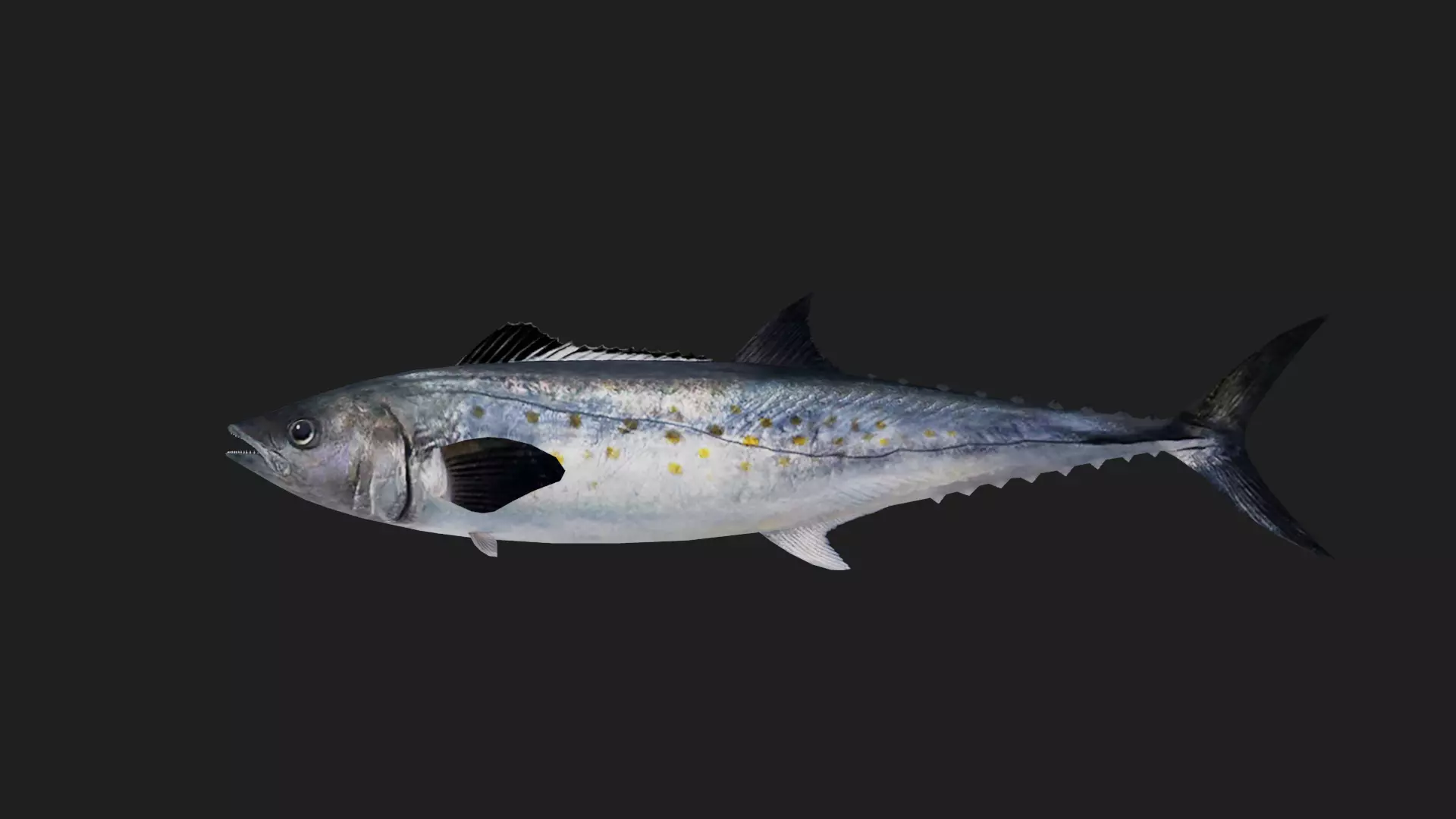 Mackerel Low-poly 3D model_0