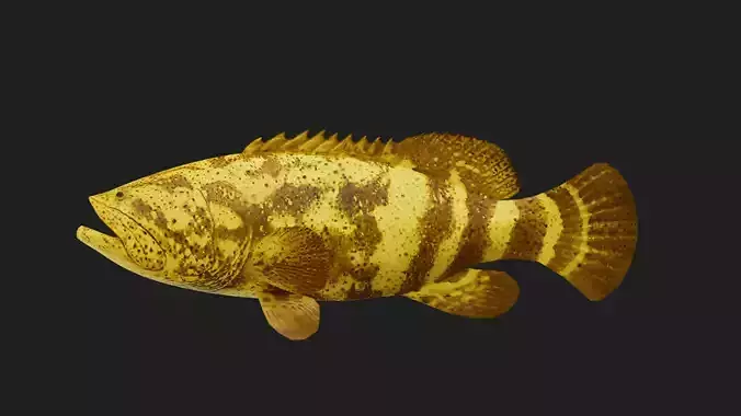Grouper