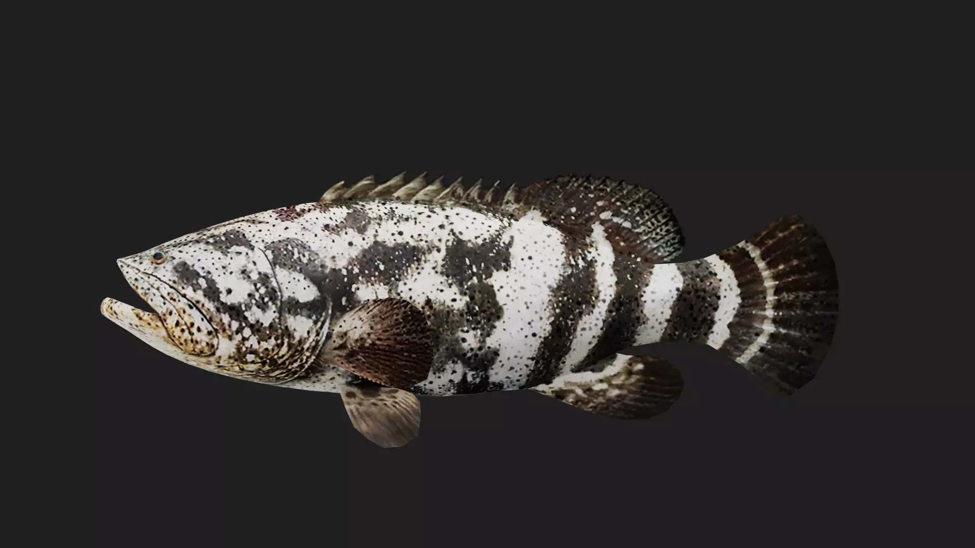 Grouper Low-poly 3D model_0